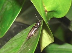 Agriotes fuscicollis