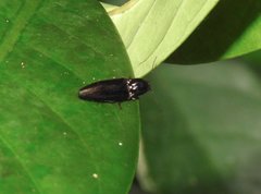 Agriotes fuscicollis