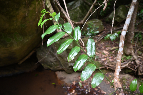 Eupomatia laurina, photograph 1