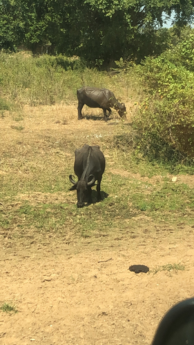 Domestic Water Buffalo