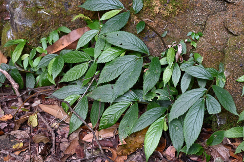 Elatostema reticulatum, photograph 4