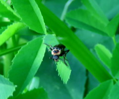 Atalantycha dentigera