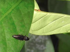 Agriotes fuscicollis