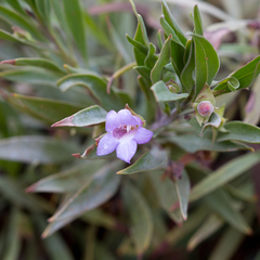Eremophila freelingii