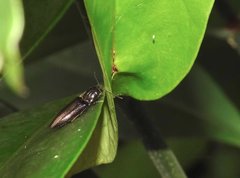 Agriotes fuscicollis