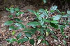 Ficus coronata, photograph (c) Bryce Watts-Parker, some rights reserved (CC BY)