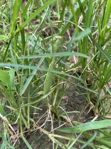 Chinese Mantis