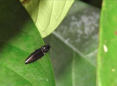 Agriotes fuscicollis