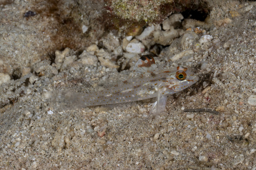 Fusigobius signipinnis observed 2026-08-30
