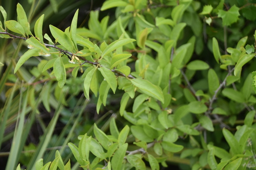 Ximenia americana image