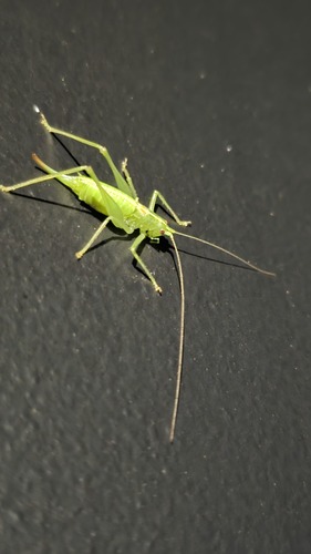 Southern Oak Bush-cricket