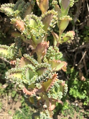 Kalanchoe laetivirens