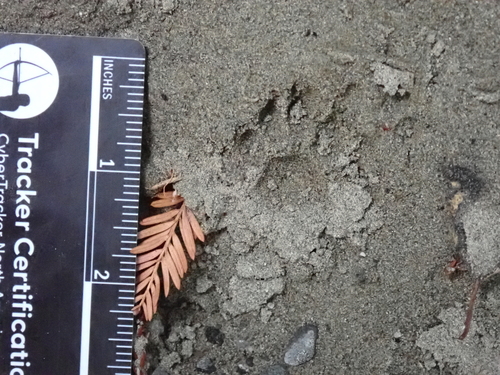 Ringtail observed by beartracker