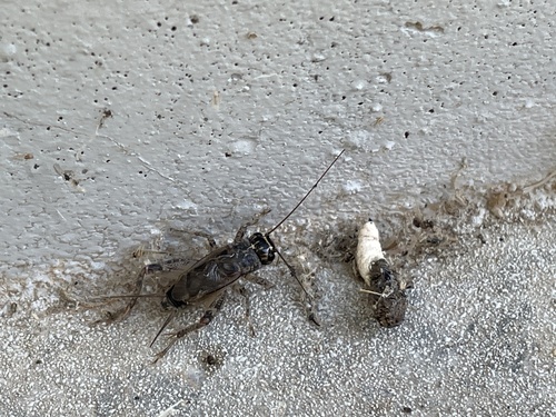 Verge Cricket