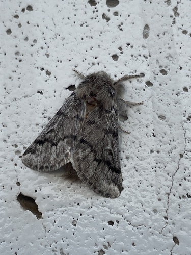 Pine Processionary-moth