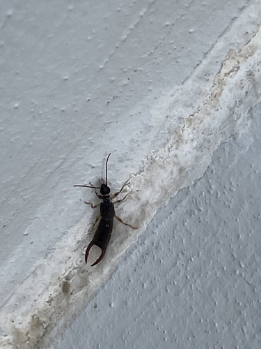 Black Bush Earwig