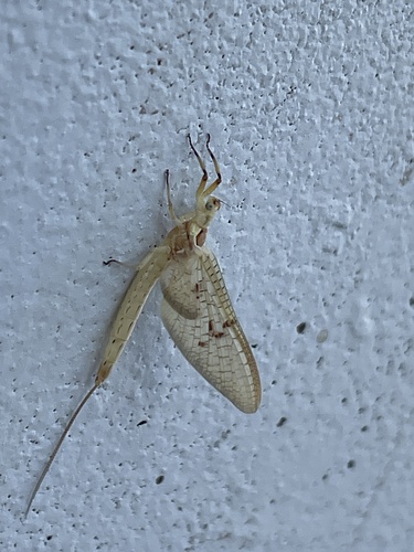 Four-lined Giant Mayfly