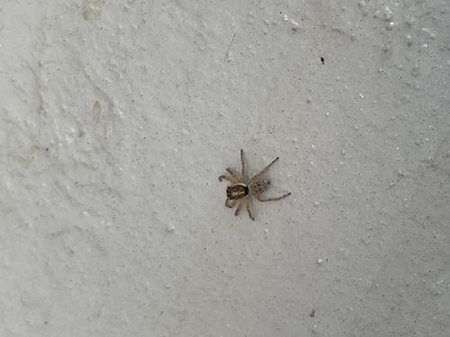 Half-edged Wall Jumping Spider