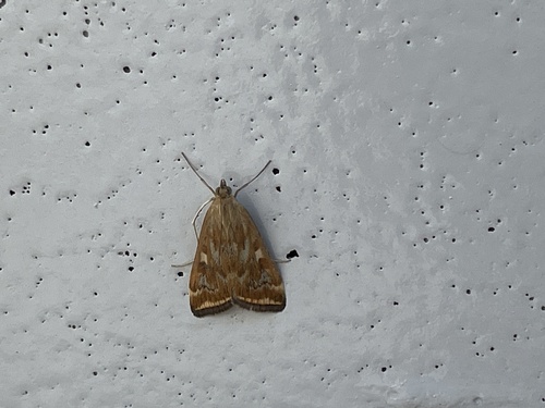 Beet Webworm Moth