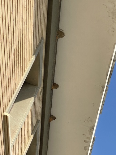 Western House Martin