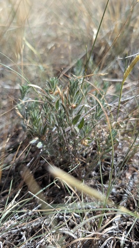 Evolvulus nuttallianus, photograph 3