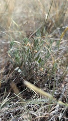 Evolvulus nuttallianus, photograph author not stated, no rights reserved