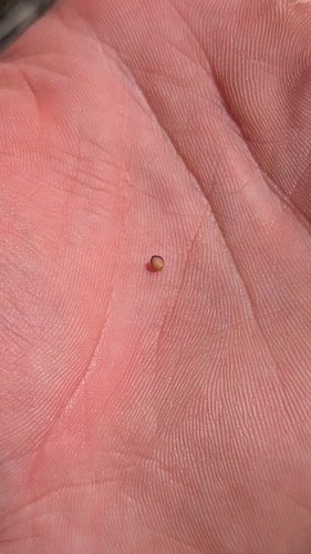 Evolvulus nuttallianus, photograph 5