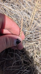 Plantago patagonica