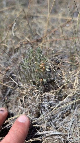 Evolvulus nuttallianus, photograph 2
