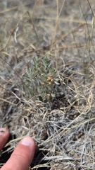 Evolvulus nuttallianus, photograph author not stated, no rights reserved