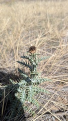 Cirsium ochrocentrum