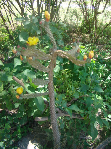 Salmonopuntia schickendantzii, photograph 3