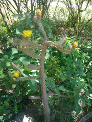 Salmonopuntia schickendantzii, photograph fanfont, CC BY, iNaturalist via GBIF