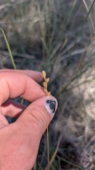 Carex brevior
