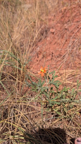 Sphaeralcea coccinea, photograph 5