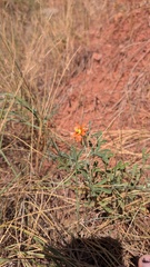 author not stated, no rights reserved Sphaeralcea coccinea, photograph author not stated, no rights reserved