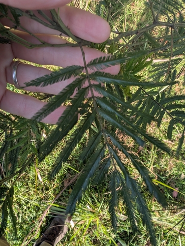 Acacia filicifolia, photograph 2
