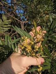 Acacia filicifolia, photograph (c) Jeff Harbrow, some rights reserved (CC BY)