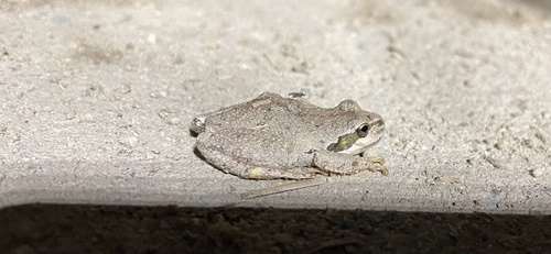 Pacific chorus frog