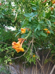 Tecoma fulva guarume