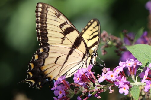 Eastern Tiger Swallowtail, photo 2 of 10