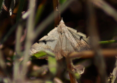 Hemeroplanis historialis