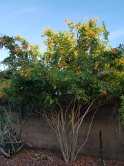 Tecoma fulva guarume