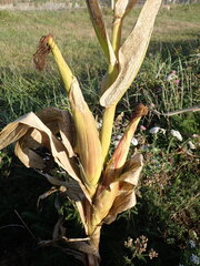 Zea mays, photograph (c) giantcicada, some rights reserved (CC BY)