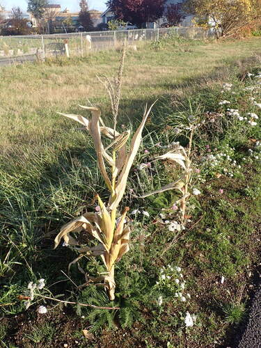 Zea mays