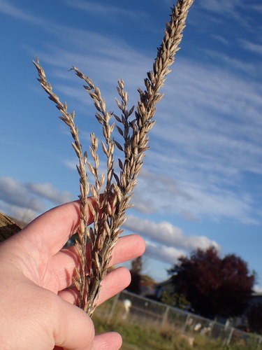 Zea mays, photograph 3