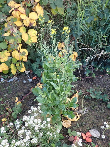 Brassica rapa, photograph 6