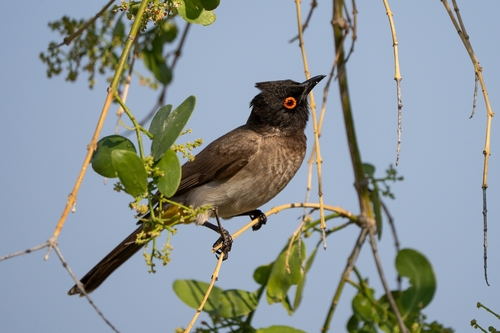 African Red-eyed Bulbul