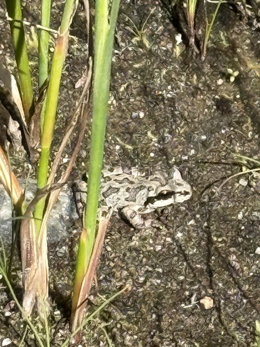 iNaturalist observation photo of Pacific chorus frog