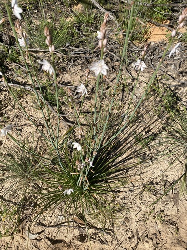 Onion-Leafed Asphodel